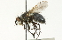  ( - CNC DIPTERA 104698)  @13 [ ] CreativeCommons - Attribution (2011) CNC/CBG Photography Group Centre for Biodiversity Genomics