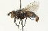  ( - CNC DIPTERA 104699)  @13 [ ] CreativeCommons - Attribution (2011) CNC/CBG Photography Group Centre for Biodiversity Genomics