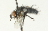  (Hypovoria cauta - CNC DIPTERA 104701)  @12 [ ] CreativeCommons - Attribution (2011) CNC/CBG Photography Group Centre for Biodiversity Genomics
