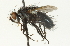  (Hypovoria - CNC DIPTERA 104704)  @13 [ ] CreativeCommons - Attribution (2011) CNC/CBG Photography Group Centre for Biodiversity Genomics