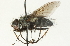  ( - CNC DIPTERA 104705)  @14 [ ] CreativeCommons - Attribution (2011) CNC/CBG Photography Group Centre for Biodiversity Genomics
