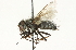  (Mochlosoma - CNC DIPTERA 104706)  @15 [ ] CreativeCommons - Attribution (2011) CNC/CBG Photography Group Centre for Biodiversity Genomics