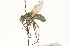 ( - CNC DIPTERA 104707)  @14 [ ] CreativeCommons - Attribution (2011) CNC/CBG Photography Group Centre for Biodiversity Genomics