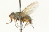  ( - CNC DIPTERA 104708)  @14 [ ] CreativeCommons - Attribution (2011) CNC/CBG Photography Group Centre for Biodiversity Genomics