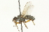  ( - CNC DIPTERA 104709)  @13 [ ] CreativeCommons - Attribution (2011) CNC/CBG Photography Group Centre for Biodiversity Genomics