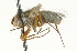  ( - CNC DIPTERA 104710)  @13 [ ] CreativeCommons - Attribution (2011) CNC/CBG Photography Group Centre for Biodiversity Genomics