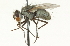  (Dolichocodia furacis - CNC DIPTERA 104712)  @13 [ ] CreativeCommons - Attribution (2011) CNC/CBG Photography Group Centre for Biodiversity Genomics