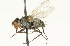  ( - CNC DIPTERA 104713)  @13 [ ] CreativeCommons - Attribution (2011) CNC/CBG Photography Group Centre for Biodiversity Genomics