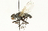  ( - CNC DIPTERA 104714)  @12 [ ] CreativeCommons - Attribution (2011) CNC/CBG Photography Group Centre for Biodiversity Genomics