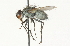  ( - CNC DIPTERA 104716)  @13 [ ] CreativeCommons - Attribution (2011) CNC/CBG Photography Group Centre for Biodiversity Genomics