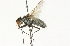 ( - CNC DIPTERA 104717)  @14 [ ] CreativeCommons - Attribution (2011) CNC/CBG Photography Group Centre for Biodiversity Genomics