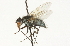  ( - CNC DIPTERA 104718)  @13 [ ] CreativeCommons - Attribution (2011) CNC/CBG Photography Group Centre for Biodiversity Genomics
