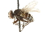  (Strongygaster - CNC DIPTERA 104726)  @14 [ ] CreativeCommons - Attribution (2011) CNC/CBG Photography Group Centre for Biodiversity Genomics