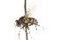  ( - CNC DIPTERA 104728)  @13 [ ] CreativeCommons - Attribution (2011) CNC/CBG Photography Group Centre for Biodiversity Genomics
