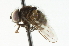  ( - CNC DIPTERA 104729)  @14 [ ] CreativeCommons - Attribution (2011) CNC/CBG Photography Group Centre for Biodiversity Genomics