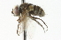  ( - CNC DIPTERA 104730)  @13 [ ] CreativeCommons - Attribution (2011) CNC/CBG Photography Group Centre for Biodiversity Genomics