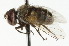  ( - CNC DIPTERA 104731)  @12 [ ] CreativeCommons - Attribution (2011) CNC/CBG Photography Group Centre for Biodiversity Genomics