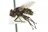  ( - CNC DIPTERA 104743)  @13 [ ] CreativeCommons - Attribution (2011) CNC/CBG Photography Group Centre for Biodiversity Genomics
