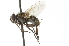  ( - CNC DIPTERA 104745)  @13 [ ] CreativeCommons - Attribution (2011) CNC/CBG Photography Group Centre for Biodiversity Genomics