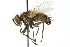  (Frontiniella spectabilis - CNC DIPTERA 104747)  @14 [ ] CreativeCommons - Attribution (2011) CNC/CBG Photography Group Centre for Biodiversity Genomics