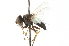  ( - CNC DIPTERA 104754)  @13 [ ] CreativeCommons - Attribution (2011) CNC/CBG Photography Group Centre for Biodiversity Genomics