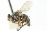  ( - CNC DIPTERA 104757)  @13 [ ] CreativeCommons - Attribution (2011) CNC/CBG Photography Group Centre for Biodiversity Genomics