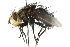  ( - CNC DIPTERA 104771)  @13 [ ] CreativeCommons - Attribution (2011) CNC/CBG Photography Group Centre for Biodiversity Genomics