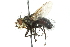  ( - CNC DIPTERA 104805)  @14 [ ] CreativeCommons - Attribution (2011) CNC/CBG Photography Group Centre for Biodiversity Genomics