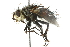  (Peleteria compascua - CNC DIPTERA 104806)  @14 [ ] CreativeCommons - Attribution (2011) CNC/CBG Photography Group Centre for Biodiversity Genomics