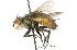  (Peleteria iterans - CNC DIPTERA 104813)  @14 [ ] CreativeCommons - Attribution (2011) CNC/CBG Photography Group Centre for Biodiversity Genomics