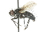  ( - CNC DIPTERA 104815)  @14 [ ] CreativeCommons - Attribution (2011) CNC/CBG Photography Group Centre for Biodiversity Genomics