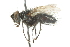  ( - CNC DIPTERA 104816)  @11 [ ] CreativeCommons - Attribution (2011) CNC/CBG Photography Group Centre for Biodiversity Genomics