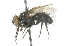  ( - CNC DIPTERA 104817)  @11 [ ] CreativeCommons - Attribution (2011) CNC/CBG Photography Group Centre for Biodiversity Genomics