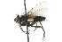  ( - CNC DIPTERA 104822)  @12 [ ] CreativeCommons - Attribution (2011) CNC/CBG Photography Group Centre for Biodiversity Genomics