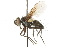  ( - CNC DIPTERA 104823)  @11 [ ] CreativeCommons - Attribution (2011) CNC/CBG Photography Group Centre for Biodiversity Genomics