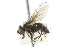  ( - CNC DIPTERA 104825)  @13 [ ] CreativeCommons - Attribution (2011) CNC/CBG Photography Group Centre for Biodiversity Genomics