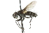  ( - CNC DIPTERA 104826)  @13 [ ] CreativeCommons - Attribution (2011) CNC/CBG Photography Group Centre for Biodiversity Genomics