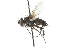  ( - CNC DIPTERA 104829)  @11 [ ] CreativeCommons - Attribution (2011) CNC/CBG Photography Group Centre for Biodiversity Genomics