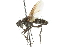  ( - CNC DIPTERA 104830)  @11 [ ] CreativeCommons - Attribution (2011) CNC/CBG Photography Group Centre for Biodiversity Genomics