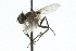  ( - CNC DIPTERA 104831)  @13 [ ] CreativeCommons - Attribution (2011) CNC/CBG Photography Group Centre for Biodiversity Genomics