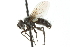  ( - CNC DIPTERA 104833)  @13 [ ] CreativeCommons - Attribution (2011) CNC/CBG Photography Group Centre for Biodiversity Genomics