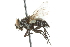  (Bessa - CNC DIPTERA 104844)  @13 [ ] CreativeCommons - Attribution (2011) CNC/CBG Photography Group Centre for Biodiversity Genomics
