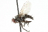  ( - CNC DIPTERA 104849)  @11 [ ] CreativeCommons - Attribution (2011) CNC/CBG Photography Group Centre for Biodiversity Genomics