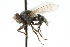  ( - CNC DIPTERA 104850)  @11 [ ] CreativeCommons - Attribution (2011) CNC/CBG Photography Group Centre for Biodiversity Genomics