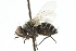  ( - CNC DIPTERA 104851)  @11 [ ] CreativeCommons - Attribution (2011) CNC/CBG Photography Group Centre for Biodiversity Genomics