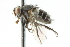  ( - CNC DIPTERA 104852)  @13 [ ] CreativeCommons - Attribution (2011) CNC/CBG Photography Group Centre for Biodiversity Genomics