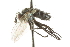  ( - CNC DIPTERA 104857)  @13 [ ] CreativeCommons - Attribution (2011) CNC/CBG Photography Group Centre for Biodiversity Genomics