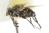  ( - CNC DIPTERA 104858)  @12 [ ] CreativeCommons - Attribution (2011) CNC/CBG Photography Group Centre for Biodiversity Genomics