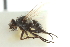  (Phytomyptera vitinervis - CNC DIPTERA 104861)  @13 [ ] CreativeCommons - Attribution (2011) CNC/CBG Photography Group Centre for Biodiversity Genomics