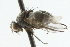  ( - CNC DIPTERA 104862)  @12 [ ] CreativeCommons - Attribution (2011) CNC/CBG Photography Group Centre for Biodiversity Genomics